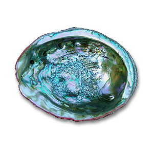 虹彩鲍鱼壳
