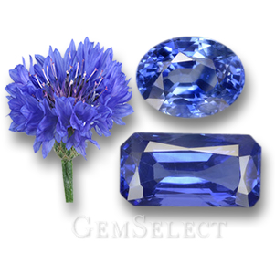 矢车菊和蓝色蓝宝石宝石