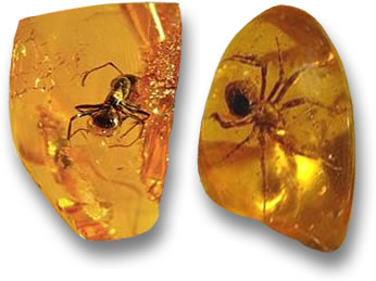 一只蚂蚁和一只蜘蛛被时间冻结在波罗的海琥珀中