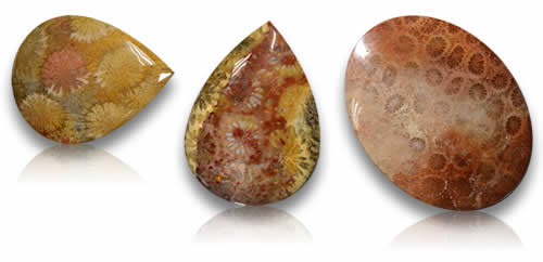 化石珊瑚宝石