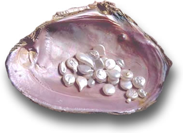 田纳西州珍珠贝壳