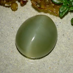 9.08克拉天然绿色Actinolite Cat's Eye，椭圆形切割，14.7×12.7毫米，半透明