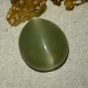 5.70克拉天然绿色Actinolite Cat's Eye，椭圆形切割，13.1×11.5毫米，半透明