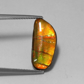 3.60克拉天然多色菊石宝石，异形，17.3×8.1毫米，不透明