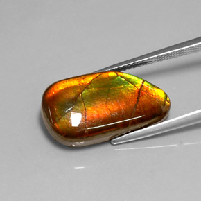 10.78克拉天然菊石，异形，不透明