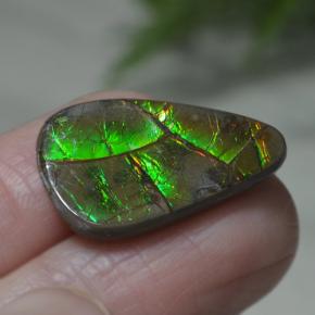 8.39克拉天然多色菊石宝石，异形，22.3×13.9毫米，不透明