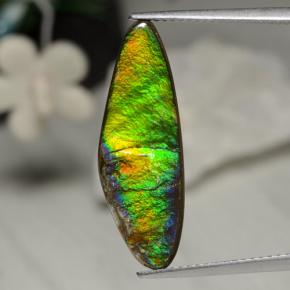 5.43克拉天然多色菊石宝石，异形，24.6×8.5毫米，不透明