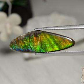 5.43克拉天然多色菊石宝石，异形，24.6×8.5毫米，不透明