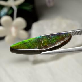 5.43克拉天然多色菊石宝石，异形，24.6×8.5毫米，不透明