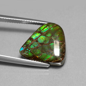 8.69克拉天然多色菊石宝石，异形，15.8×14.3毫米，不透明