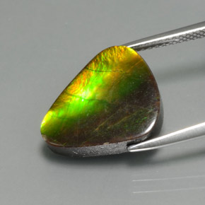 6.81克拉天然多色菊石宝石，异形，15×12.6毫米，不透明