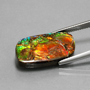 11.39克拉天然多色菊石宝石，异形，21.8×12.5毫米，不透明