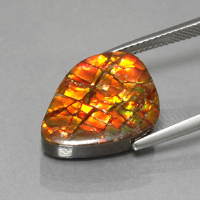 11.57克拉天然多色菊石宝石，异形，18.5×14.3毫米，不透明