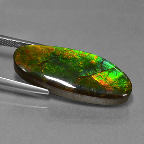17.75克拉天然多色菊石宝石，异形，31.6×13毫米，不透明