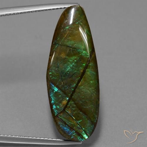 14.36ct 天然 彩色 菊石, 花式切割, 不透明