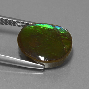 10.58克拉天然菊石，异形，不透明