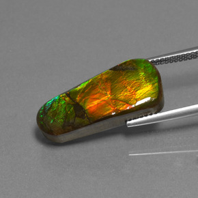 11.73克拉天然多色菊石宝石，异形，23×10.4毫米，不透明