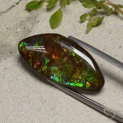 20.58ct 天然 彩色 菊石, 花式切割, 不透明