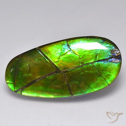 17.05克拉天然多色菊石宝石，异形，27×13.5毫米，不透明