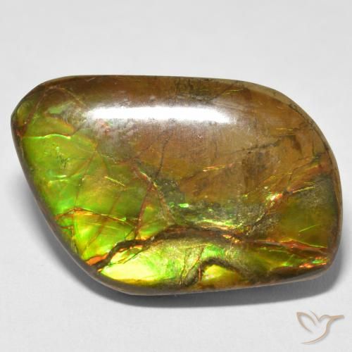 16.70ct 天然 彩色 菊石, 花式切割, 不透明