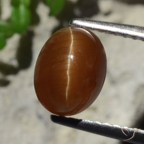 2.05克拉天然棕色Cat's Eye Apatite，椭圆形切割，7.9×6.1毫米，半透明