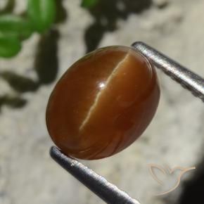 2.05克拉天然棕色Cat's Eye Apatite，椭圆形切割，7.9×6.1毫米，半透明