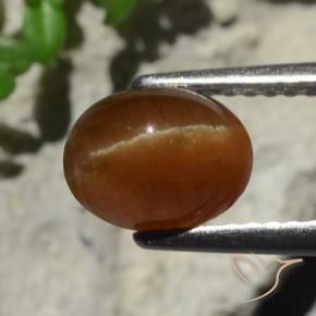 2.05克拉天然棕色Cat's Eye Apatite，椭圆形切割，7.9×6.1毫米，半透明