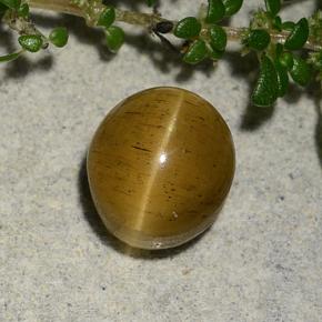 2.60克拉天然金色Cat's Eye Apatite，椭圆形切割，7.7×6.9毫米，半透明