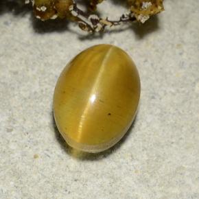 2.57克拉天然黄色Cat's Eye Apatite，椭圆形切割，8.7×6.4毫米，半透明