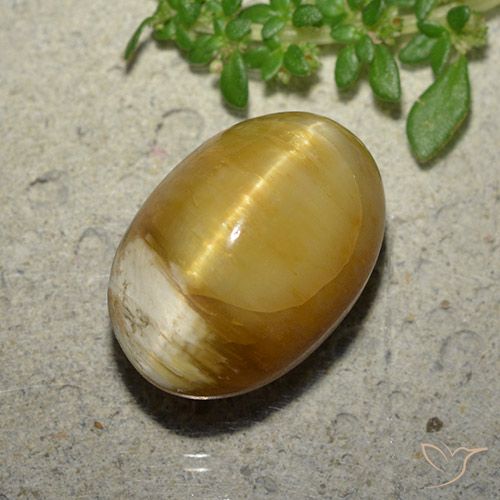 10.46ct 天然 金色 猫眼蛋白石, 椭圆形, 不透明