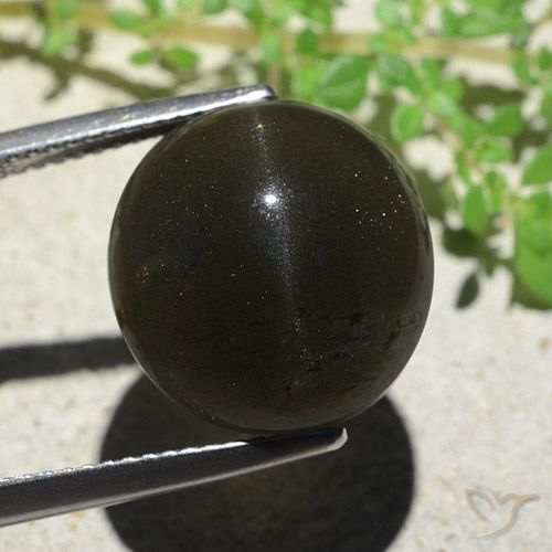 14.13ct 天然 黑色 猫眼方柱石, 椭圆形, 不透明