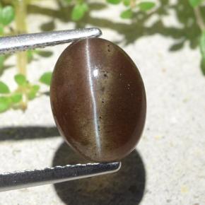 3.84克拉天然棕色Cat's Eye Scapolite，椭圆形切割，10.6×8毫米，半透明