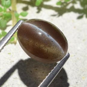 3.84克拉天然棕色Cat's Eye Scapolite，椭圆形切割，10.6×8毫米，半透明