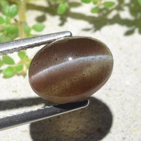 3.84克拉天然棕色Cat's Eye Scapolite，椭圆形切割，10.6×8毫米，半透明