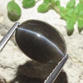 2.56克拉天然黑色Cat's Eye Scapolite，椭圆形切割，10.2×7.5毫米，半透明