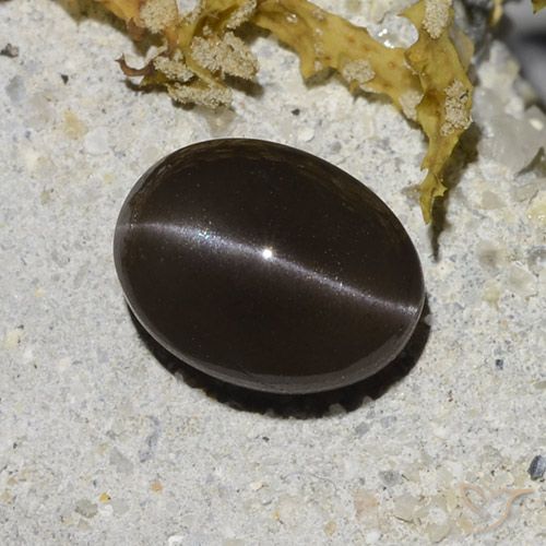 2.96ct 天然 棕色 猫眼方柱石, 椭圆形, 半透明