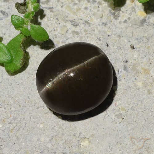 2.64ct 天然 黑褐色 猫眼方柱石, 椭圆形, 半透明
