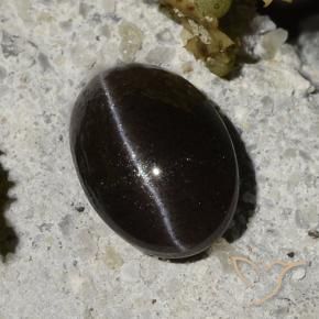 1.47克拉天然黑色Cat's Eye Scapolite，椭圆形切割，7.9×5.6毫米，半透明