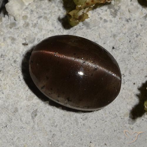 2.44克拉天然棕色Cat's Eye Scapolite，椭圆形切割，9×6.6毫米，半透明
