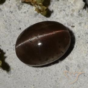 2.44克拉天然棕色Cat's Eye Scapolite，椭圆形切割，9×6.6毫米，半透明