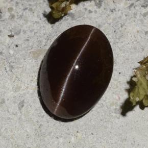 2.16克拉天然棕色Cat's Eye Scapolite，椭圆形切割，9.2×6.7毫米，半透明
