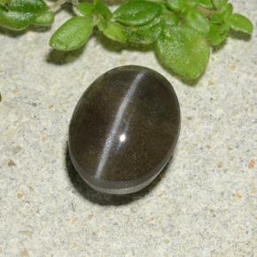1.46克拉天然黑色Cat's Eye Scapolite，椭圆形切割，7.3×5.7毫米，半透明