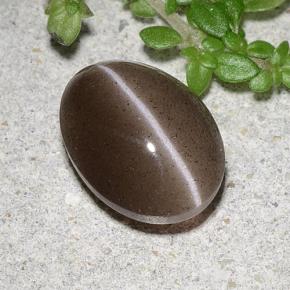 2.20克拉天然棕色Cat's Eye Scapolite，椭圆形切割，9.4×7.1毫米，半透明