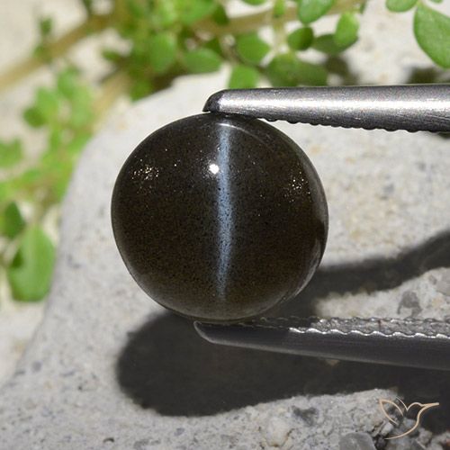 2.60ct 天然 黑色 猫眼方柱石, 圆形的, 半透明