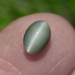 0.86克拉天然绿色Chrysoberyl Cat's Eye，椭圆形切割，6×4.2毫米，不透明
