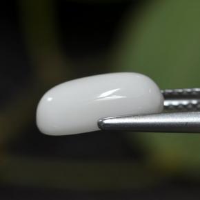 2.63克拉天然白色珊瑚，椭圆形切割，11.7×6毫米，不透明