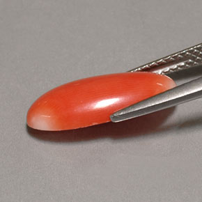 2.62克拉天然珊瑚，椭圆形切割，不透明