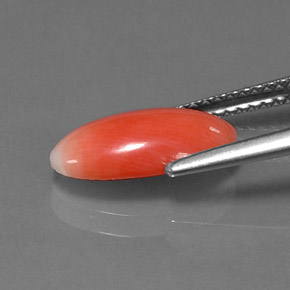 1.69克拉天然珊瑚，椭圆形切割，不透明