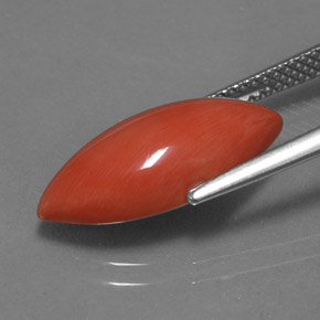 4.46克拉天然珊瑚，榄尖形，不透明