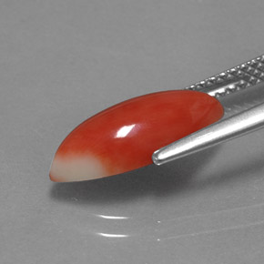 2.34克拉天然珊瑚，榄尖形，不透明